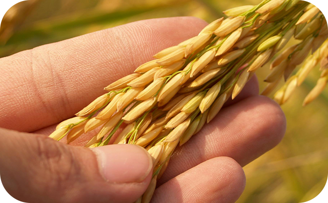 Imagem Agro